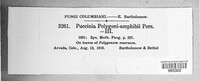 Puccinia polygoni-amphibii image